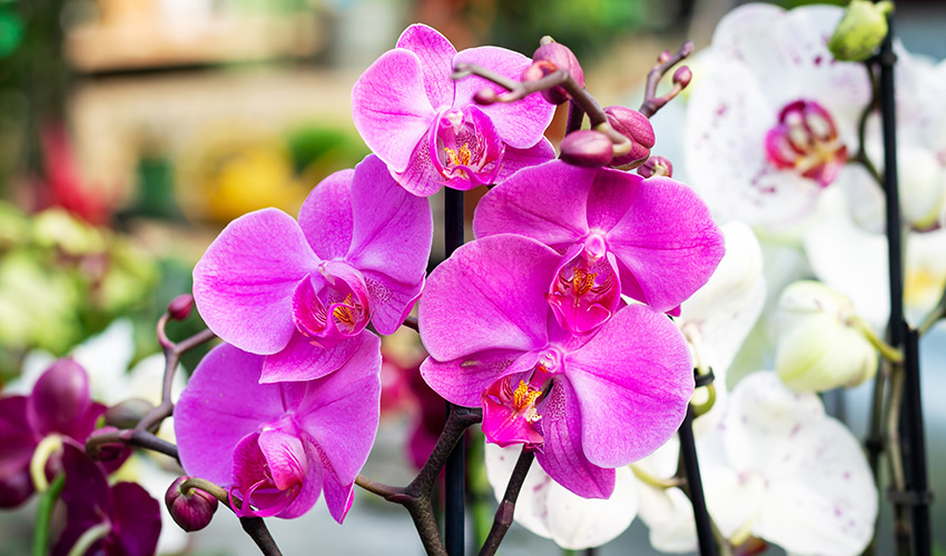 Purple and white orchids.