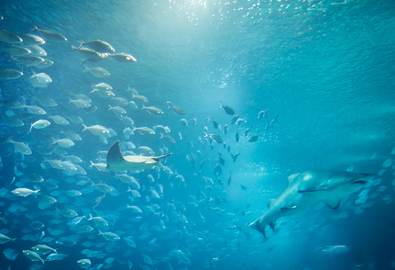 An aquarium.