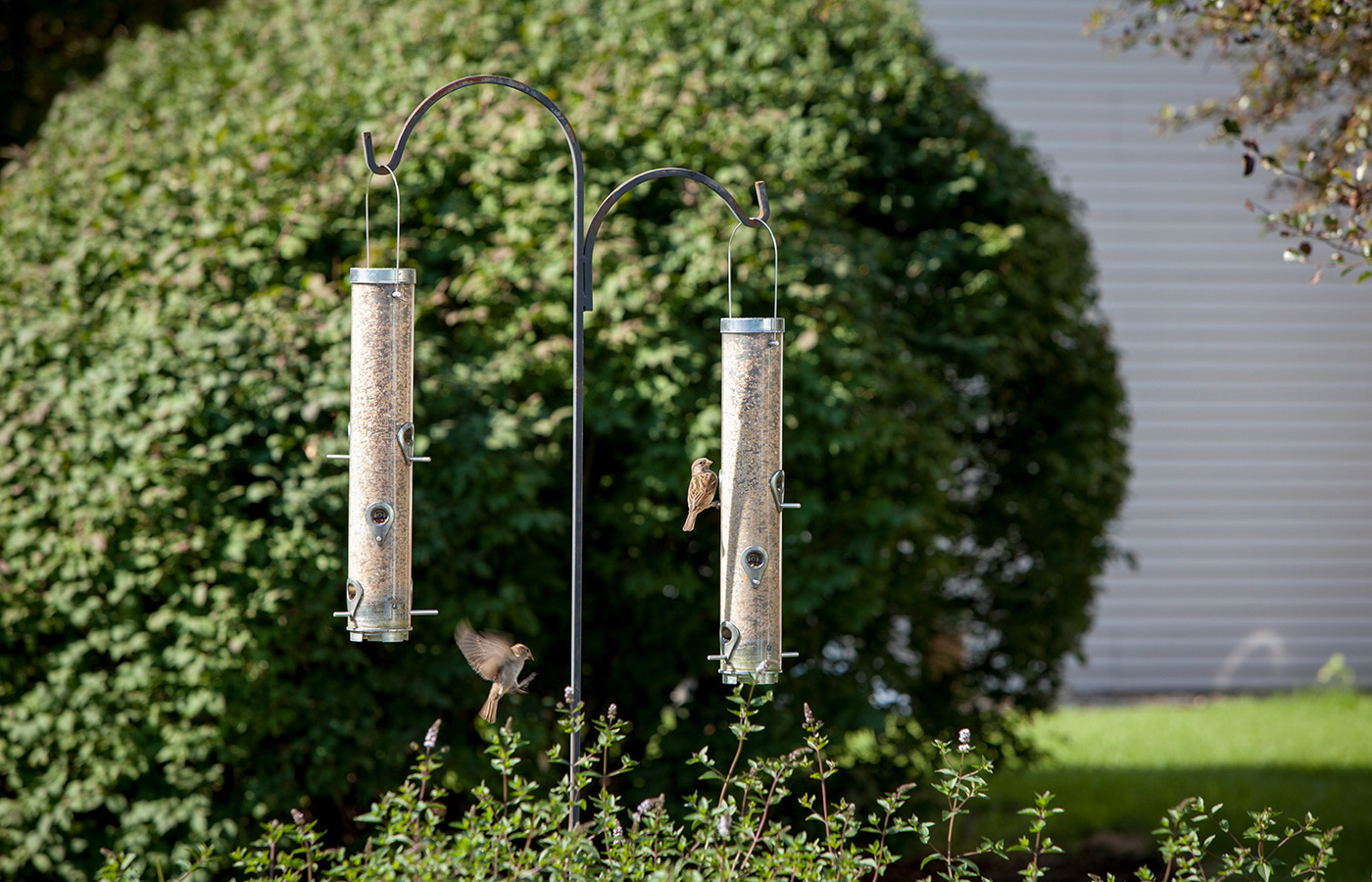Two bird feeders outside.