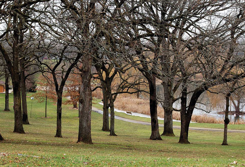Trees in the winter time.