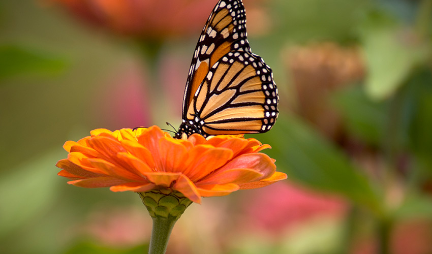 A monarch butterfly on a flower.