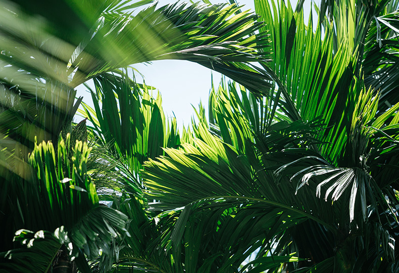 Tropical palms all intertwined.