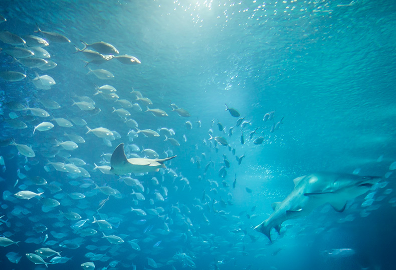 An under water view of an aquarium with fish, a sting ray, and sharks.