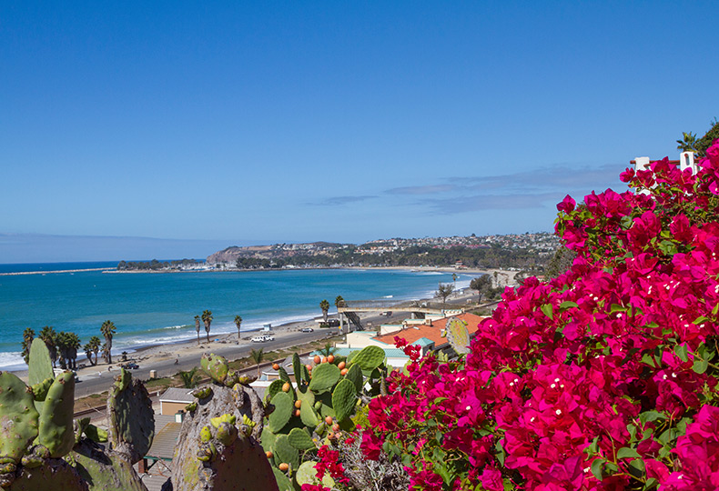 Beach with ocean and sand and flowers.