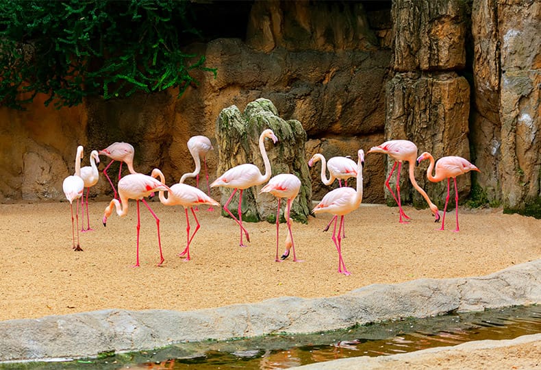 pink flamingos in front of large rock