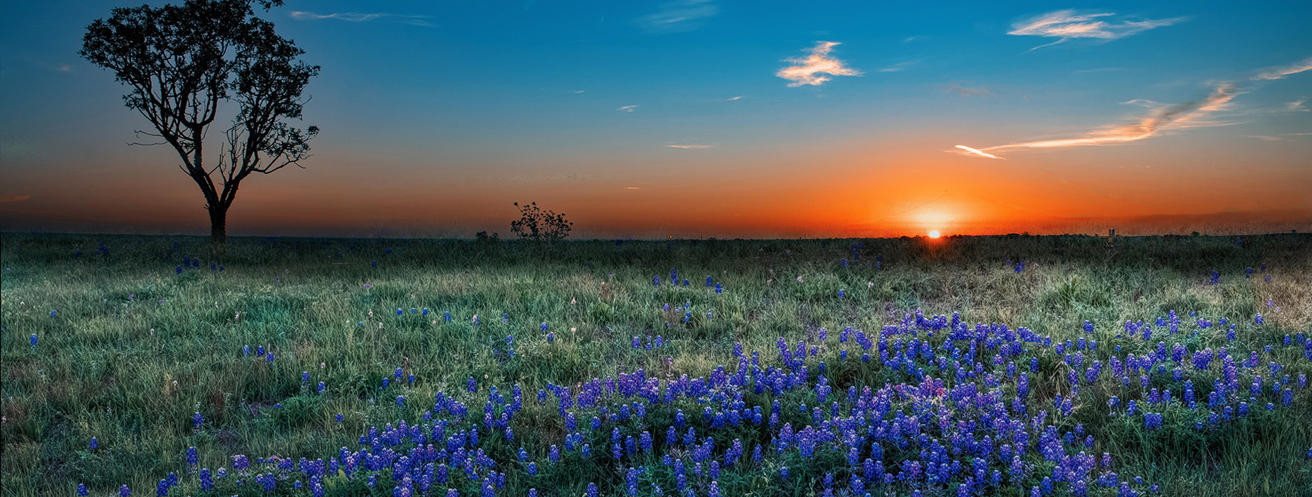 Bluebonnets in the sunset.