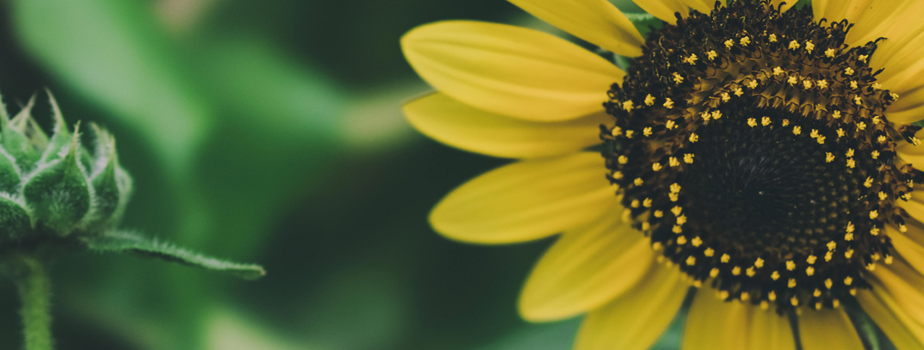 A golden sunflower against a background of stems and leaves.