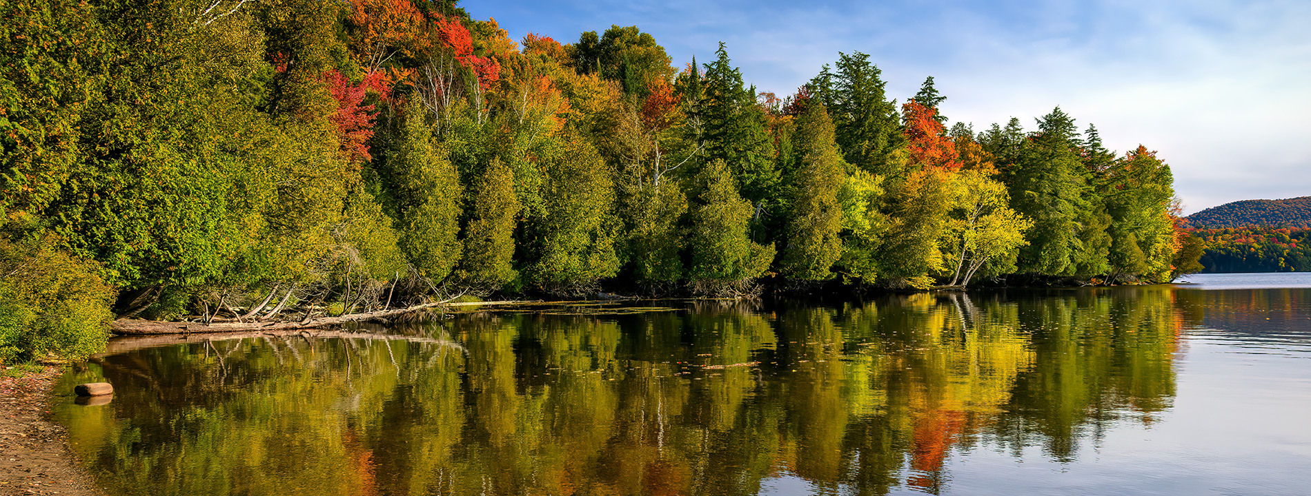 Trees reflected in water.