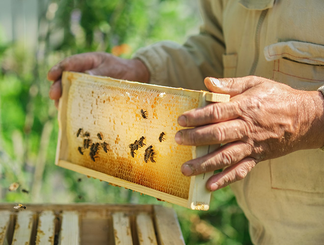 A person is holding an artificial hive with bees on it