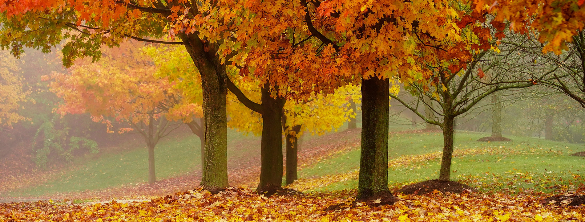 scenic view of fall colored trees