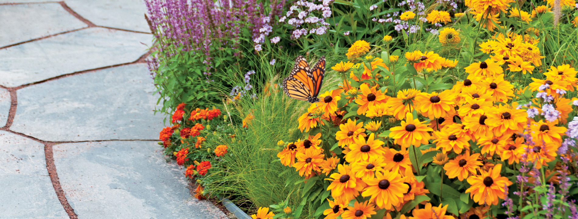 Flowers in a garden.