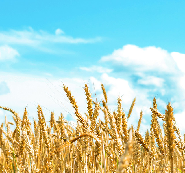 Wheat field.