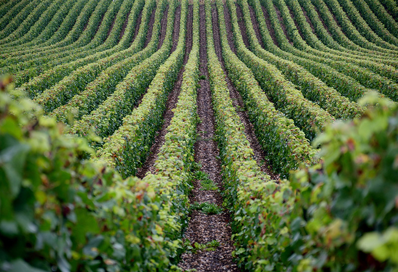 A vineyard.
