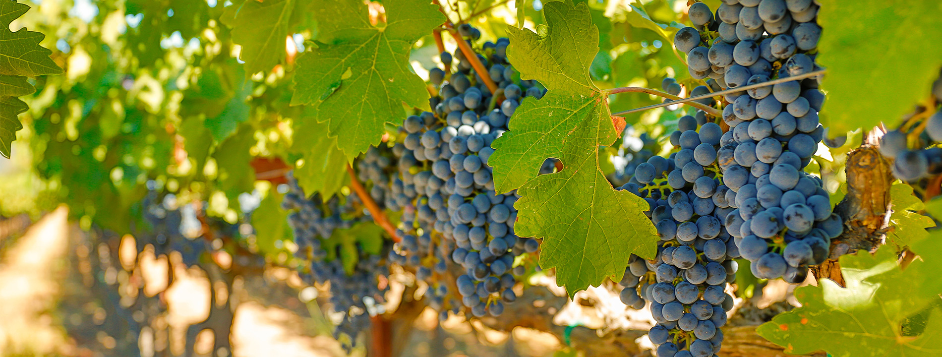 Grapes hanging from a vine.