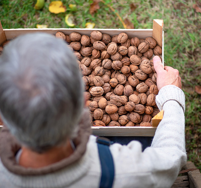 A person is holding a box of walnuts.