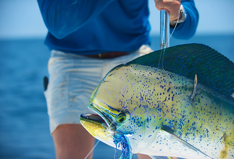 A fish on a hook.