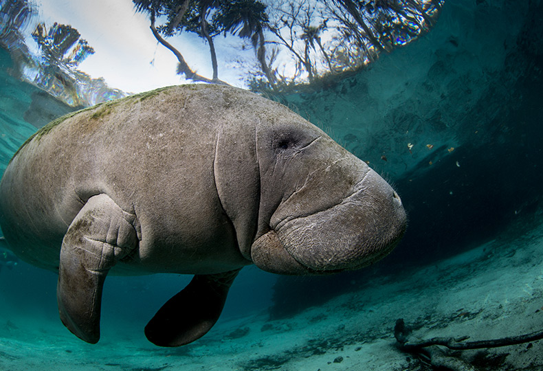 A manatee.