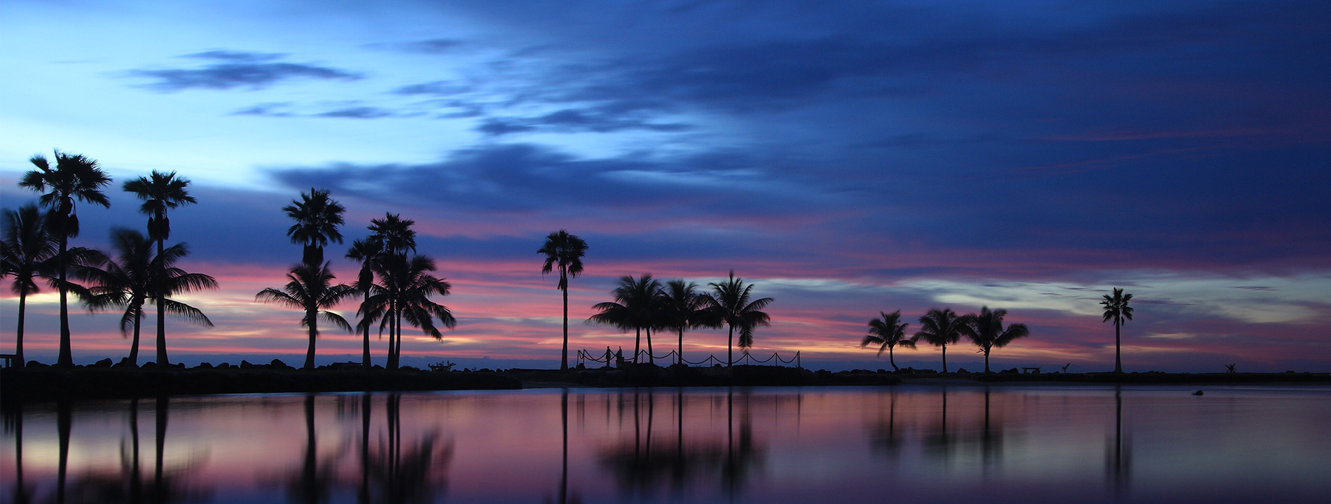 Palm trees by the water at dusk.