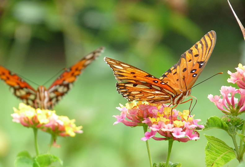 Butterflies pollinating flowers.