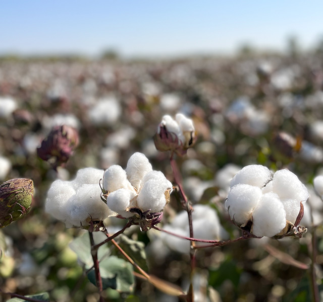 Field of cotton.