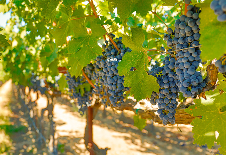 Grapes in a vineyard.