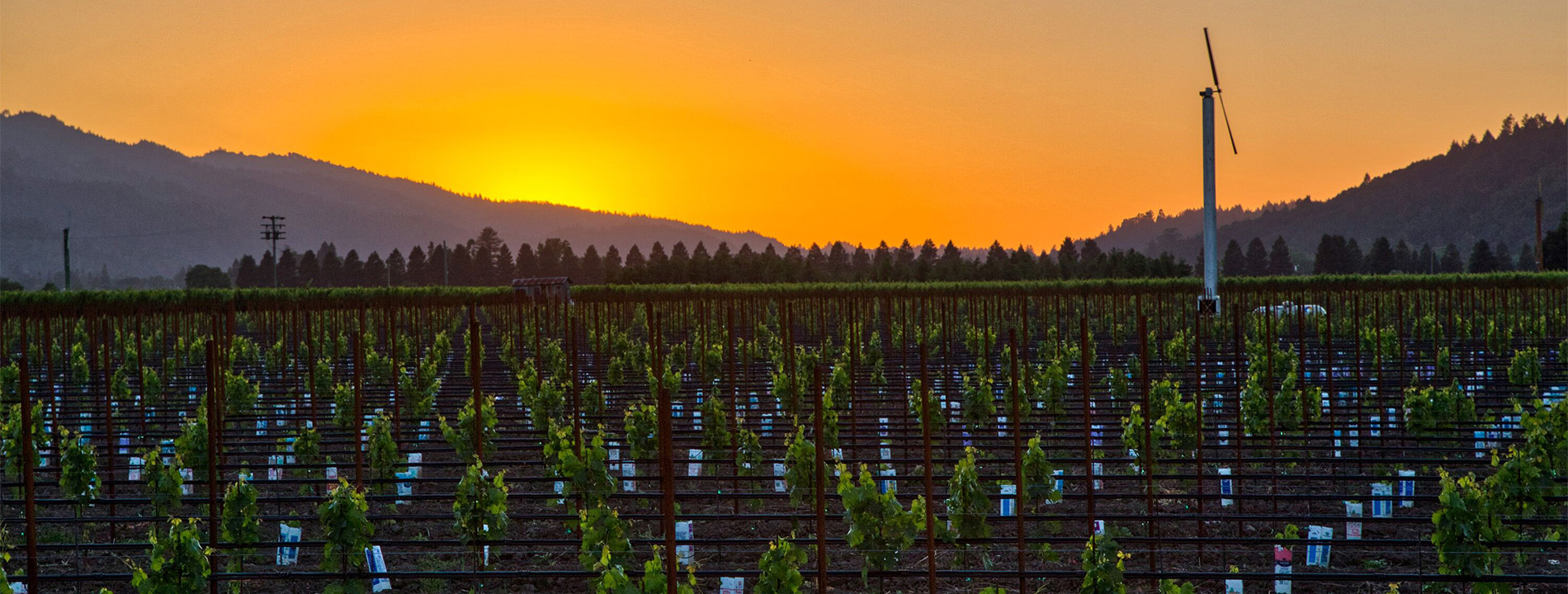 The Watermark at Napa Valley vineyard.