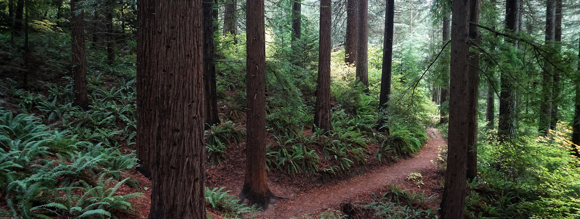 Trees in a forrest.