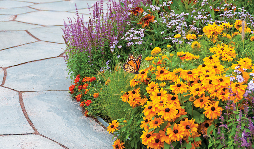 multiple colorful flowers in a garden with a monarch butterfly