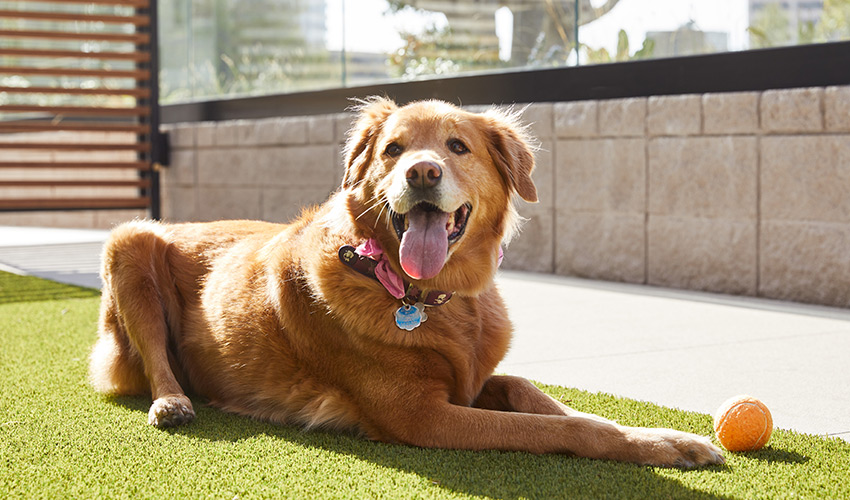 golden retriever laying down on grass with a tennis ball