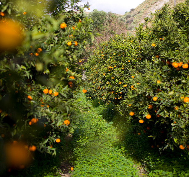 An orange orchard.