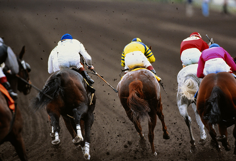 The backside of 4 horses with jockeys on top racing.