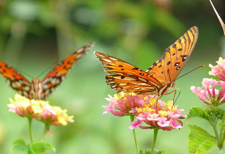 Butterflies on flowers.