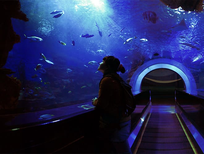 An aquarium.