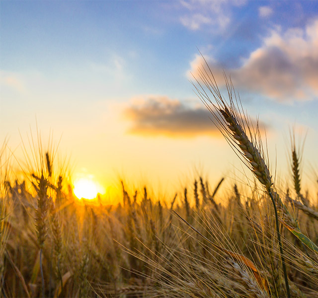The sun rising over a wheat field at sunrise.