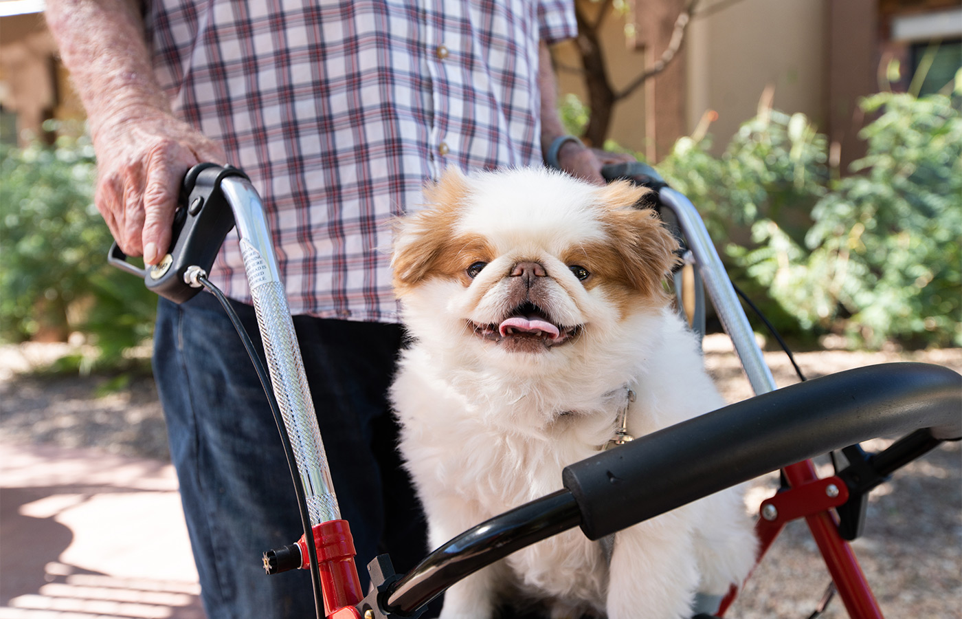 A dog sitting on a walker.