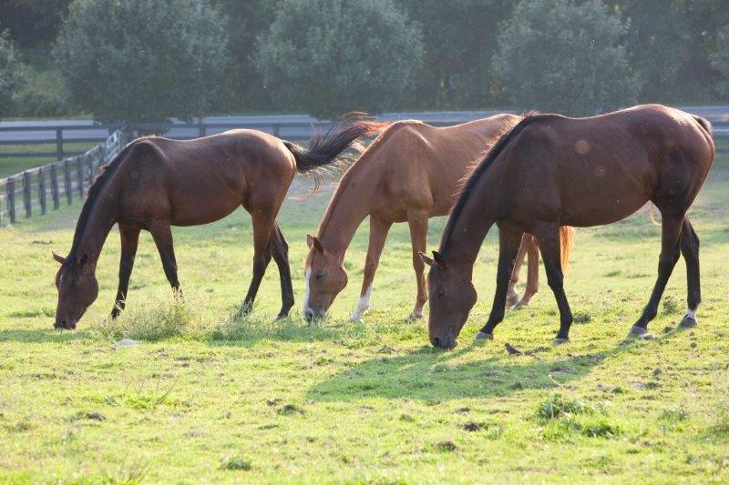 Three horses graze on the grass on a sunny day.