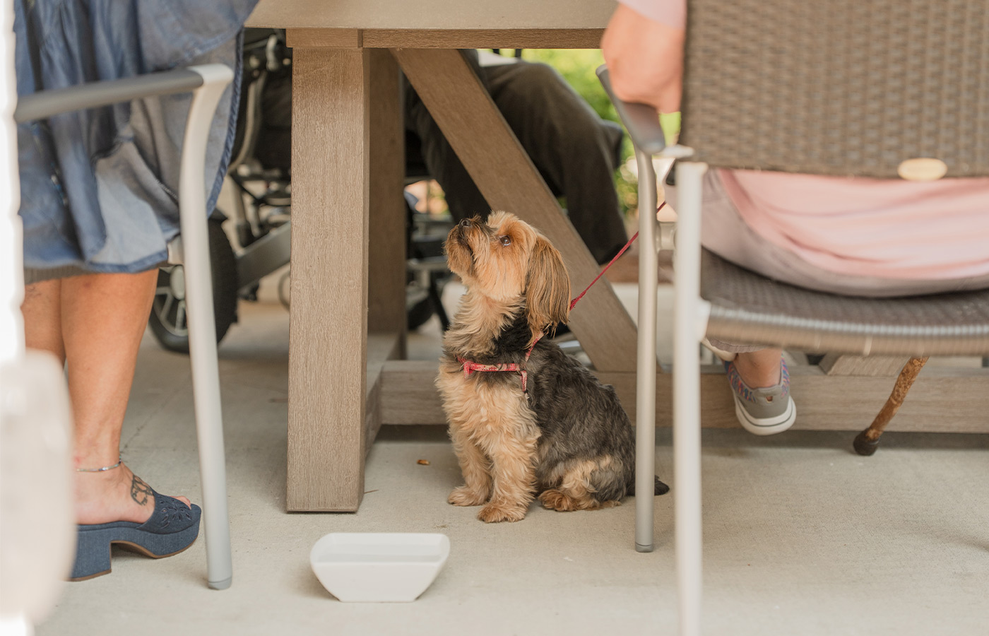 A dog sitting under a table.