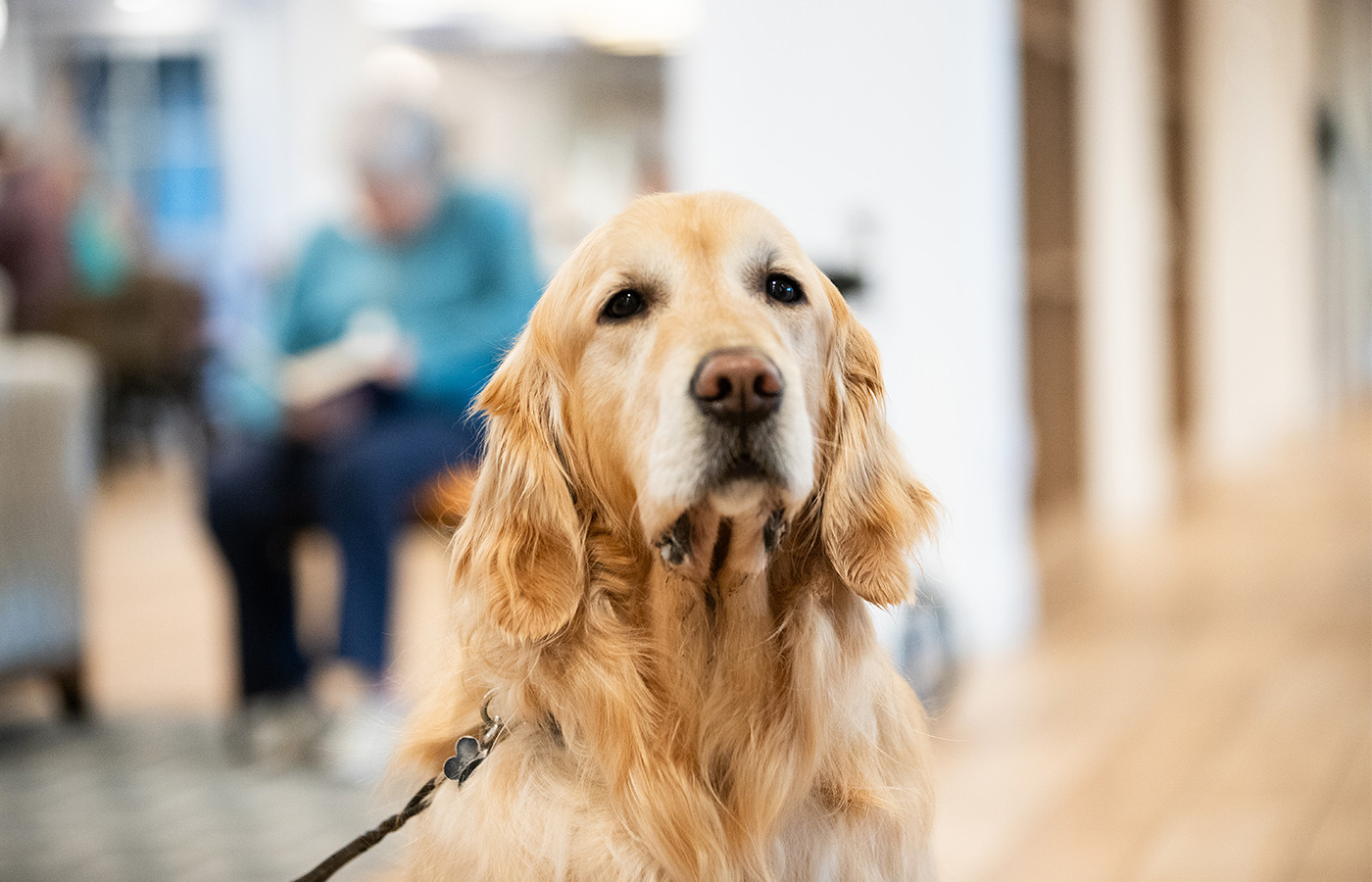 The face of a golden retriever. 